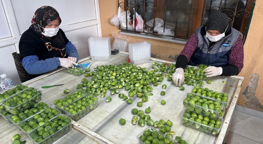 Brüksel lahanası İznik'ten dünyaya: Rusya ve Hollanda'nın tercihi