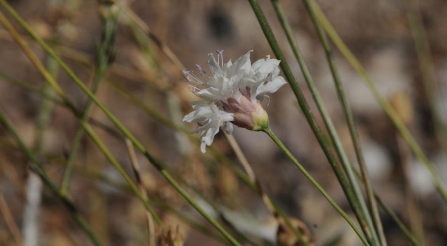 Emekli Fen Bilgisi Öğretmeni doğada gezerken keşfetti; literatüre girdi