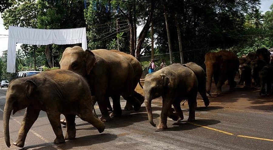 Yolcu treni fil sürüsüne çarptı: 7 fil telef oldu