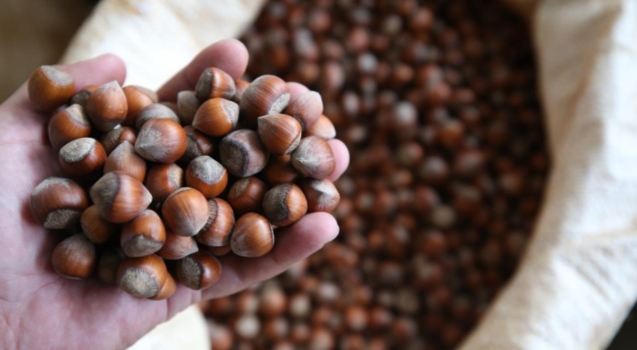 Fındıkta verim ve kalite artırılıyor