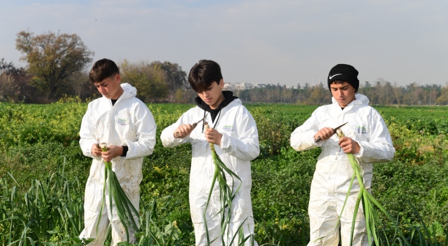 Osmangazi'de tamamen organik olarak üretilen mahsuller sofralara taşınıyor