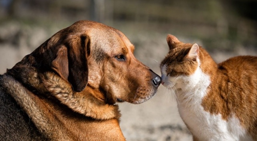 Hayvan hakları için Bursa dahil 6 ilde ortak çağrı: Siz öldürüyorsunuz, biz yaşatacağız!