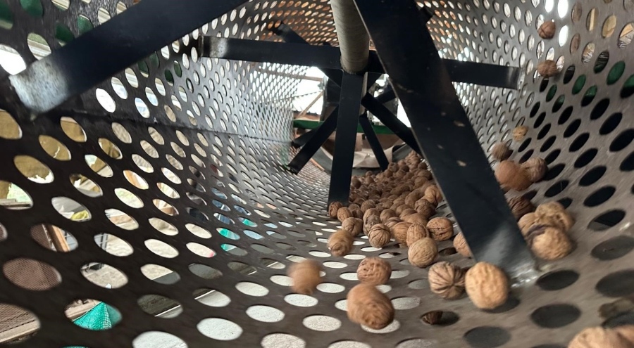 Bursa'da ceviz bereketi: Gençler şehri bırakıp köye dönüyor