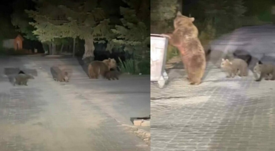 Uludağ'da tehlike büyüyor: Ayılar öğreniyor, insanlar risk alıyor