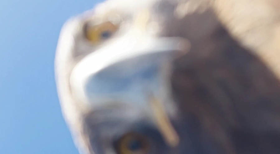 Kartal dronu kaptı, dağın zirvesine bıraktı