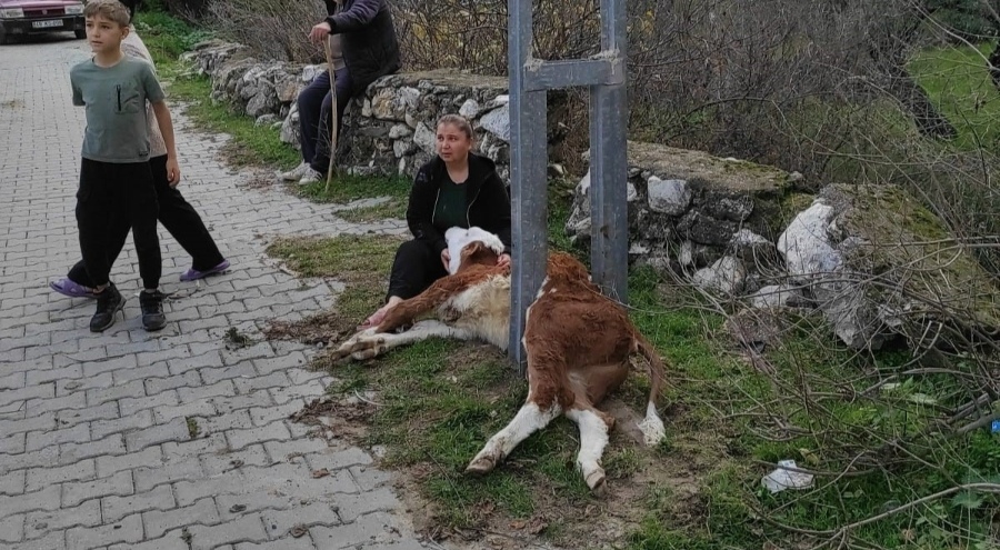 Aydınlatma direğine sıkışan buzağı itfaiye ekiplerince kurtardı