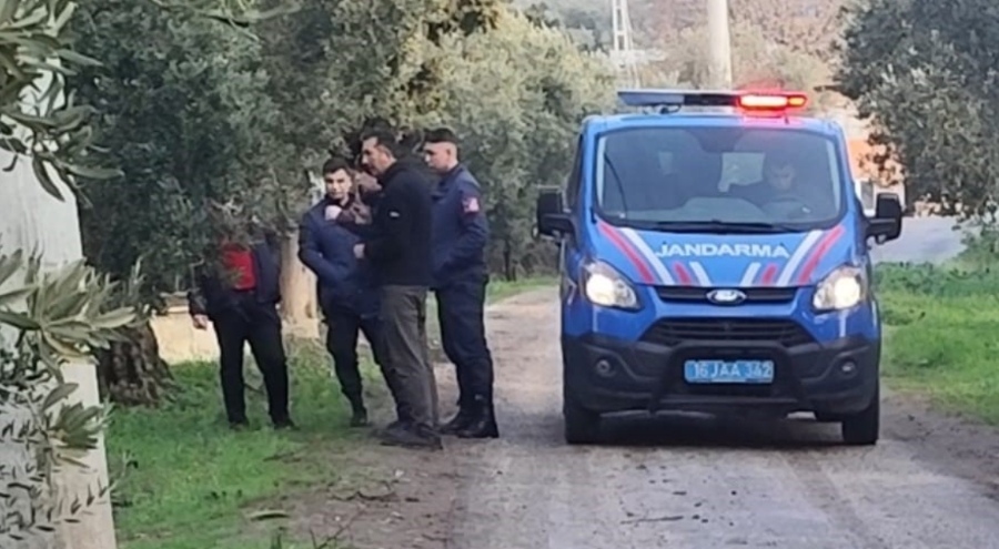 Bursa'da 500 kilo zeytini dalından çaldılar!