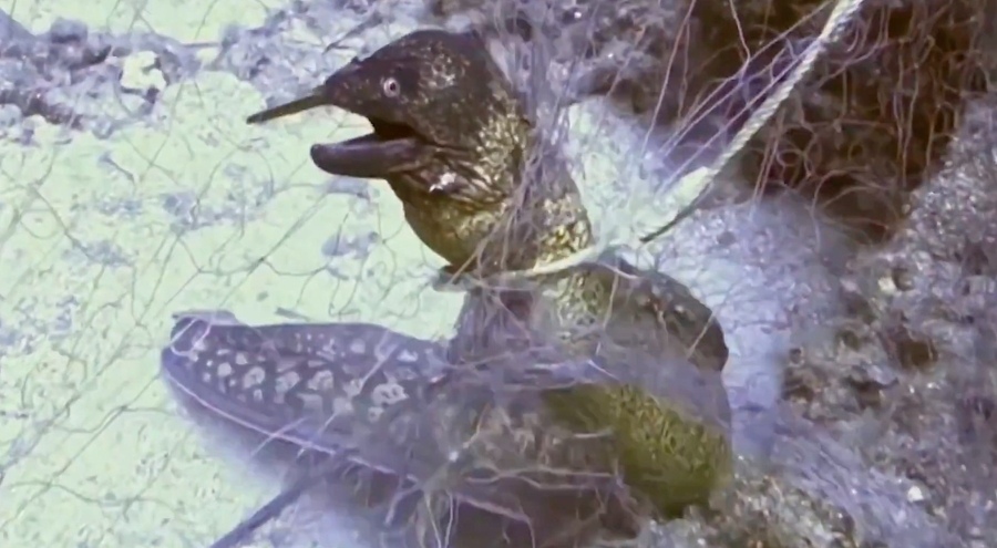 Hayalet ağlarla mücadelede 420 milyon metrekare alan tarandı