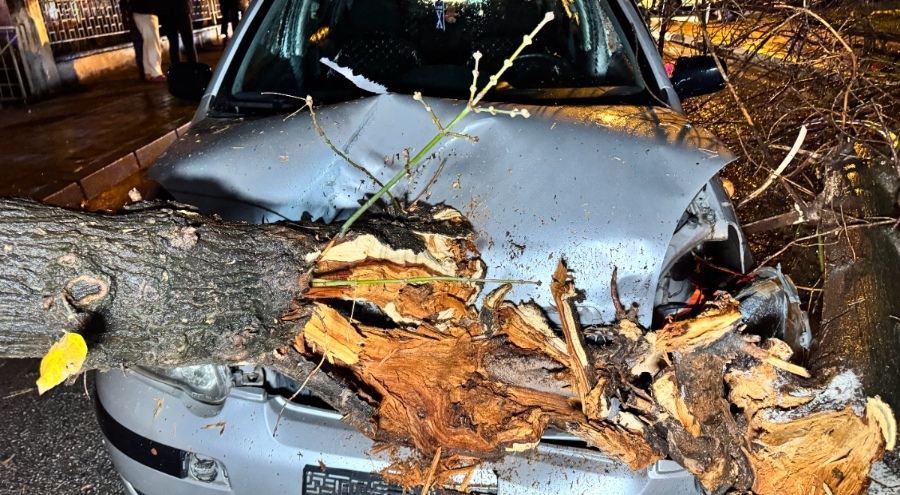 Edirne'de seyir halindeki otomobilin üzerine ağaç devrildi