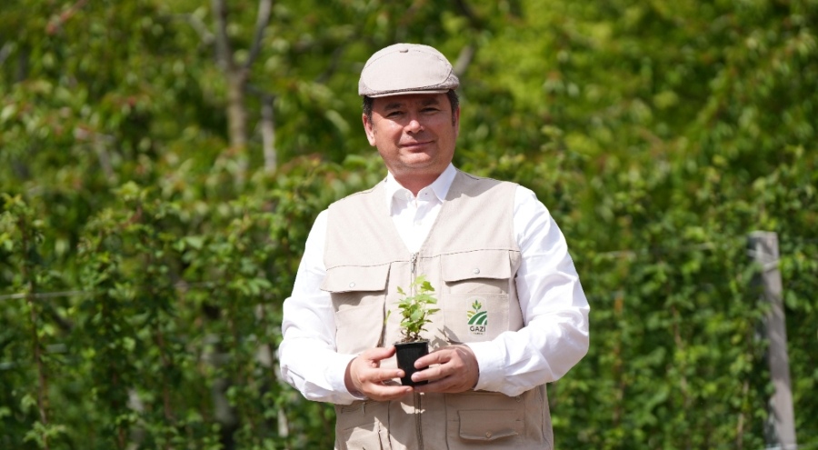 Osmangazi Belediyesi'nden çiftçiye destek: Yüzde 50 hibeli çilek fidesi dağıtacak