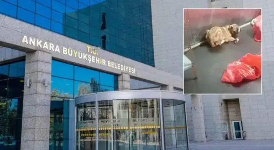 ABB'den Karataş Hayvan Barınağı'na videolu açıklama