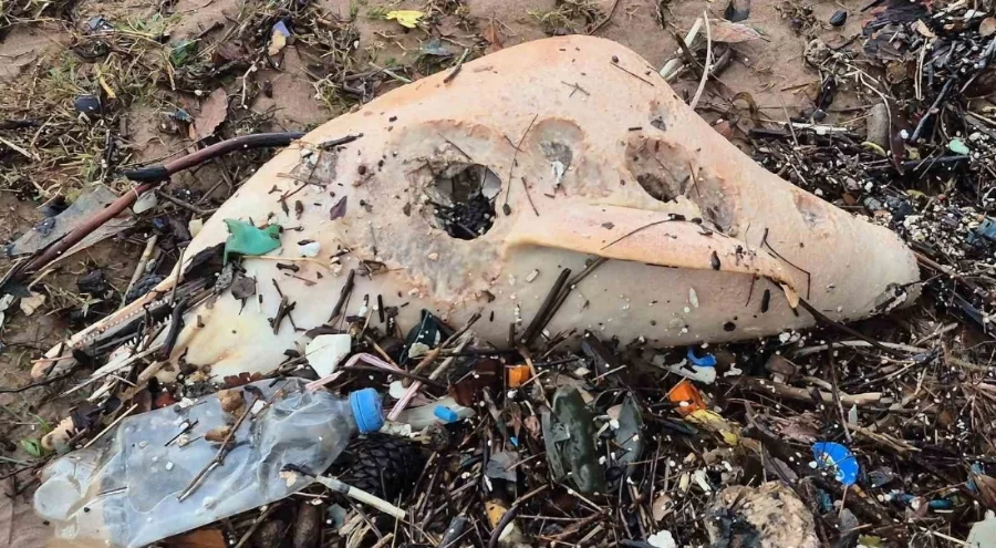 Bartın'da dev dalgalar, ölü yunus balığı kalıntılarını sahile sürükledi