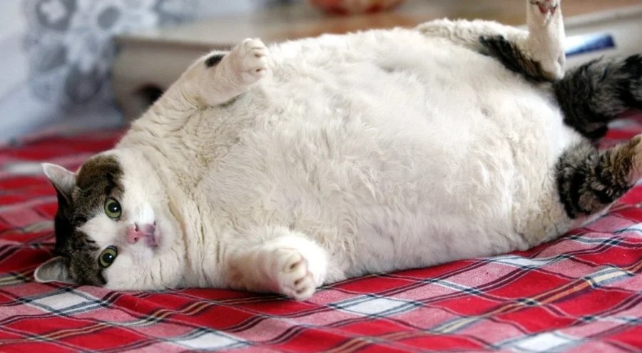 Kedilere özel kilo verdiren ilaç geliştirildi