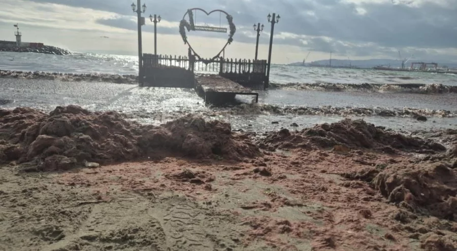 Tekirdağ'da kızıl alarm! Dalgalarla birlikte sahile kızıl yosun sürüklendi