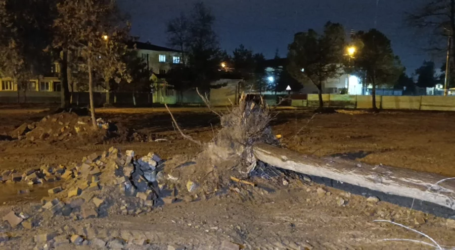 Bursa'da rüzgarın etkisiyle ağaç devrildi