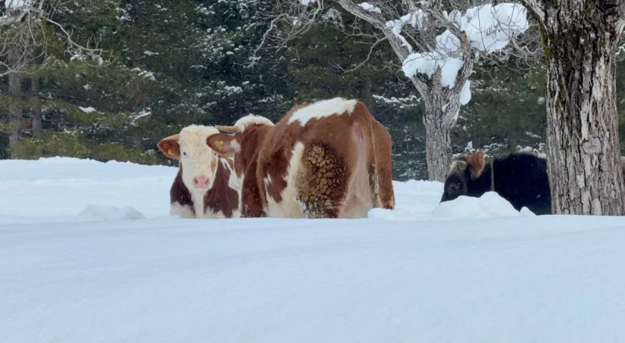 Büyükbaş hayvanların karla imtihanı