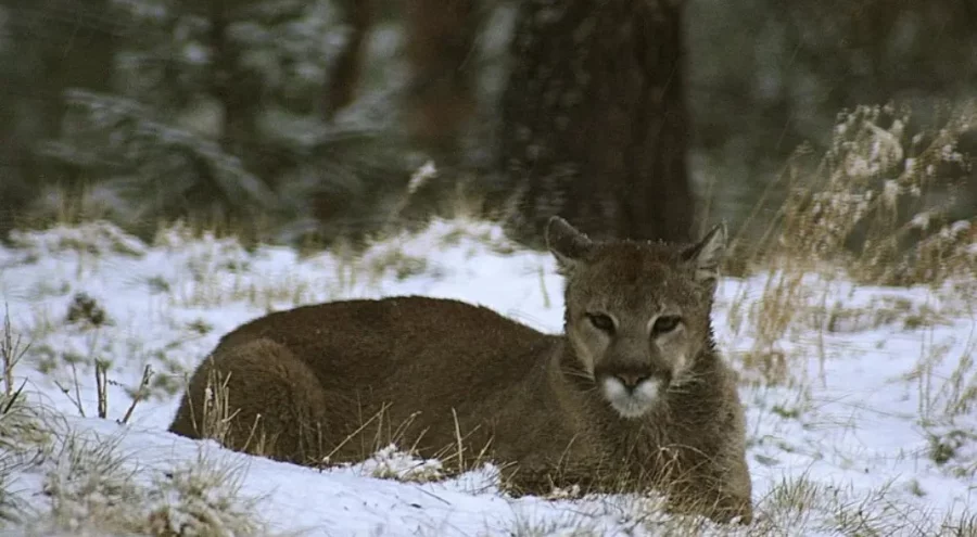 Dağda yürüyüş yapan kadın puma saldırısında öldü