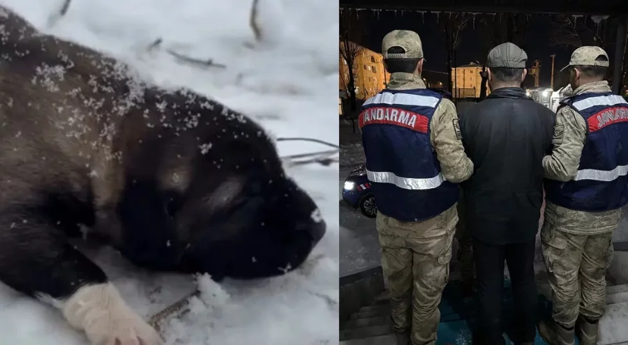 Tunceli'de yavru köpeğe eziyet! Görüntüleri sosyal medyada paylaşan şahıs tutuklandı