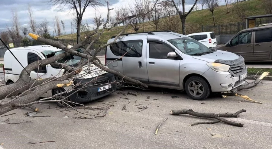 Bursa'da seyir halindeki araçların üzerine refüjdeki ağaç devrildi