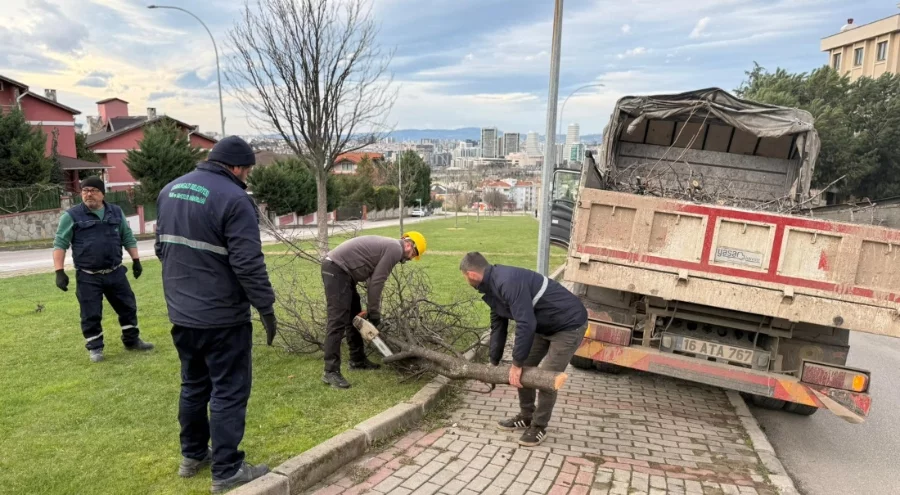 Şiddetli lodosun etkisiyle devrilen ağaçlar için Osmangazi Belediyesi harekete geçti