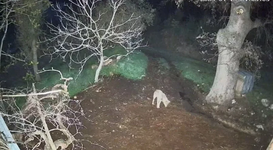 Muğla'da kurdun saldırdığı 3 koyun telef oldu