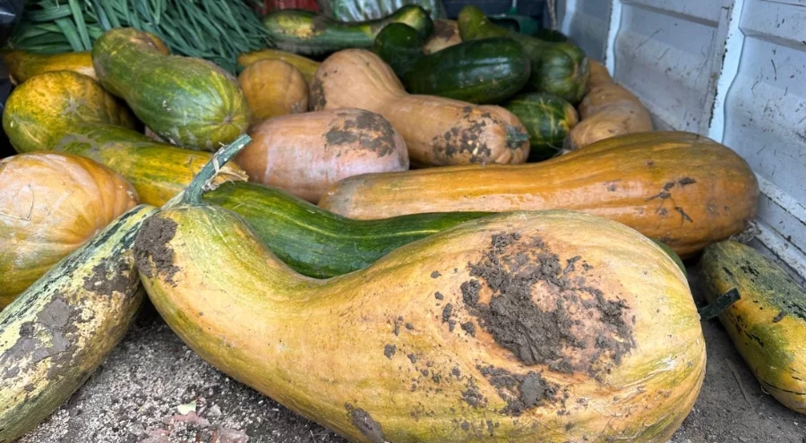 Osmangazi'de doğal yöntemlerle 30 kilogramlık Kıbrıs bal kabağı yetiştirildi