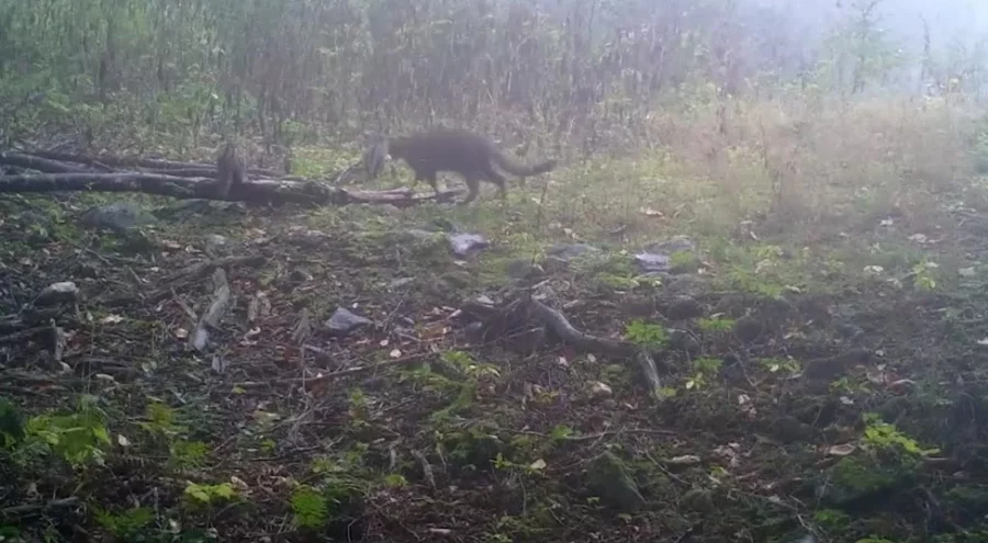 Bursa'da anne yaban kedisi ve yavruları fotokapana yakalandı