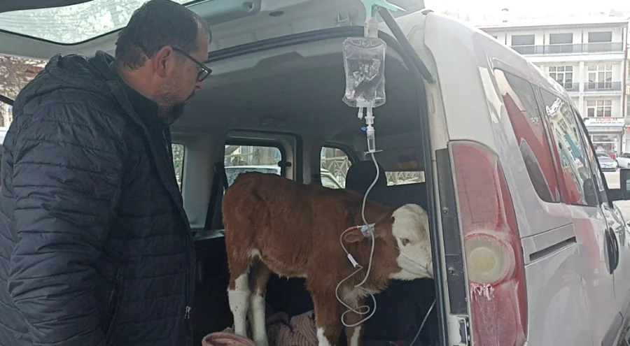 Dumandan zehirlenen 6 günlük buzağıya bagajda acil müdahale