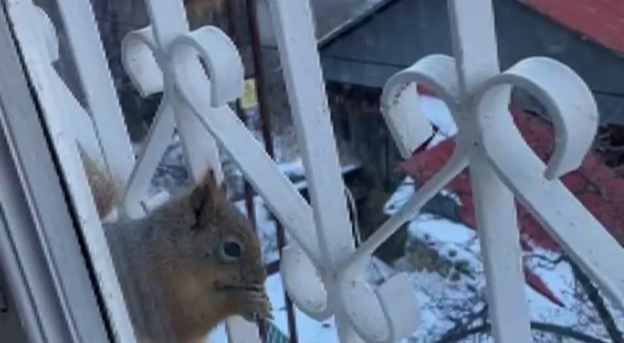 Aç kalan sincaplar pencerelere misafir oluyor