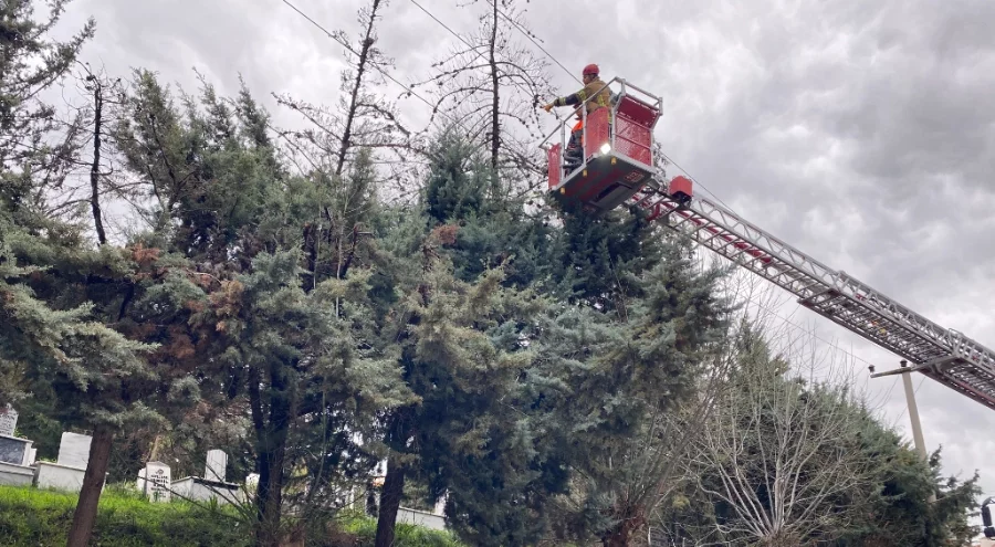 Bursa'da lodos ağacı devirdi, elektrik hatları zarar gördü