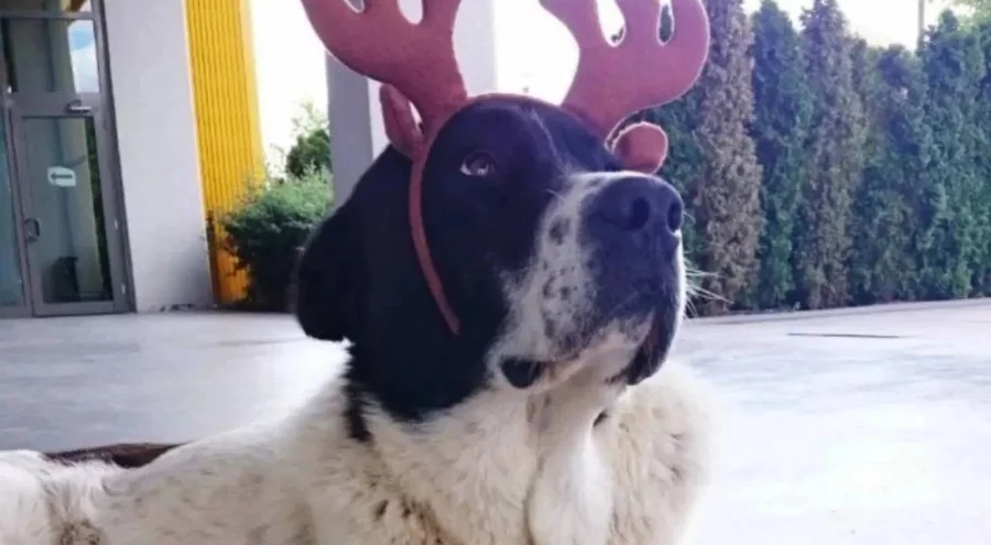 Matmazel'in ölümü hakkında soruşturma başlatıldı