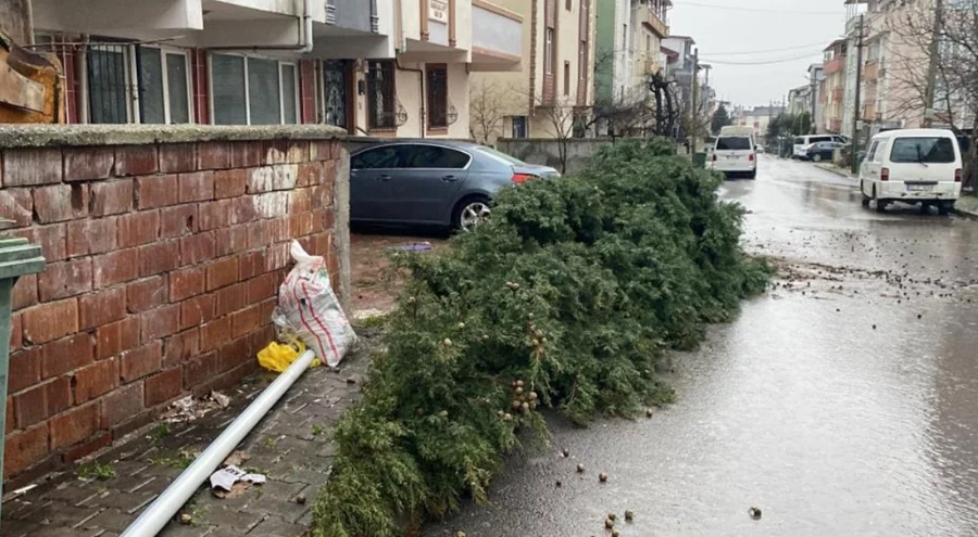 Şiddetli rüzgar 12 metrelik ağacı devirdi