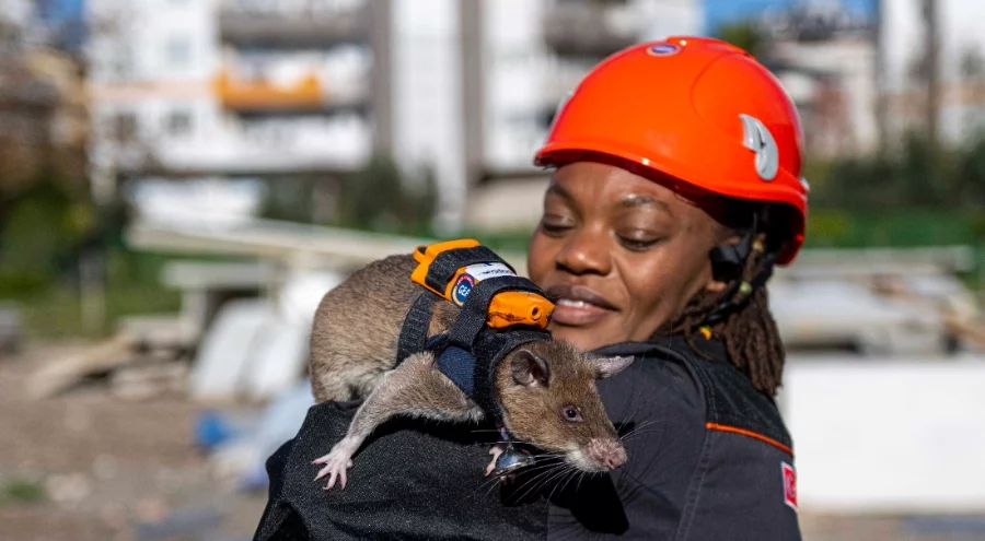 Arama kurtarmada yeni dönem: Enkaz altında kalanları kahraman fareler kurtaracak
