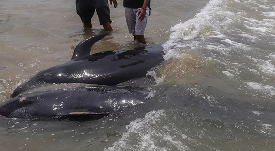 Yeni Zelanda'da karaya vuran 5 pilot balina öldü