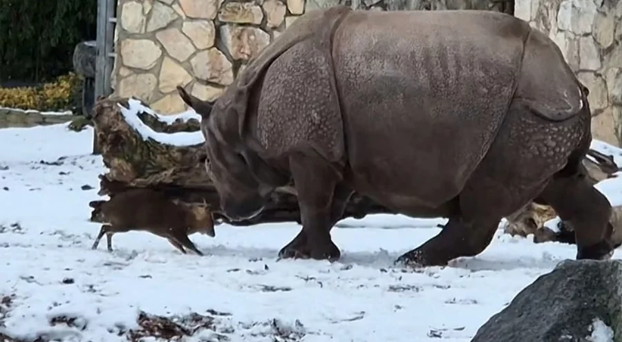 13 kiloluk geyik, dev gergedana kafa tuttu