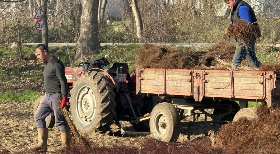 İnegöl'den 20 milyonluk üretim! Türkiye'nin fidan merkezi bu köy
