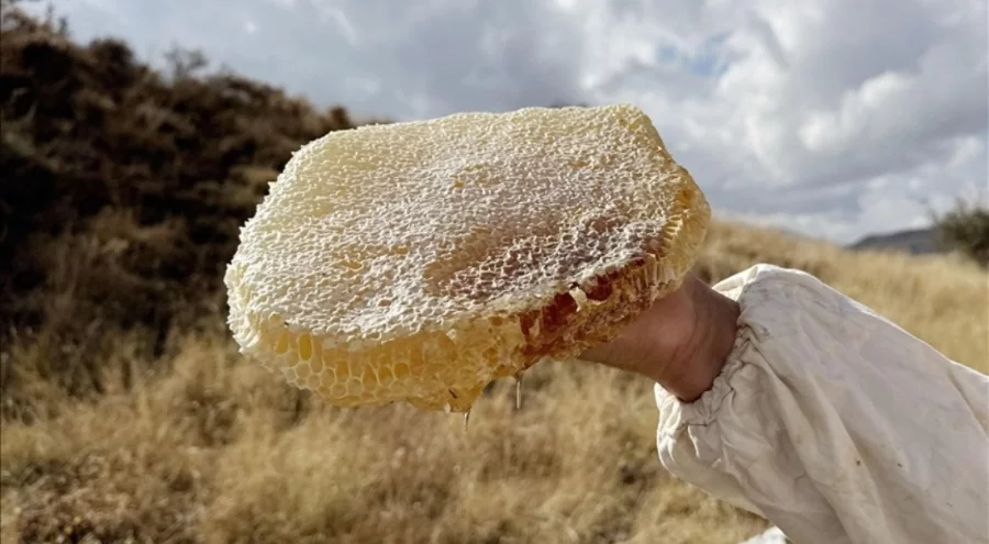 Kilosu 11 bin avro: Ilgaz'da üretilen bal Guinness'e girdi