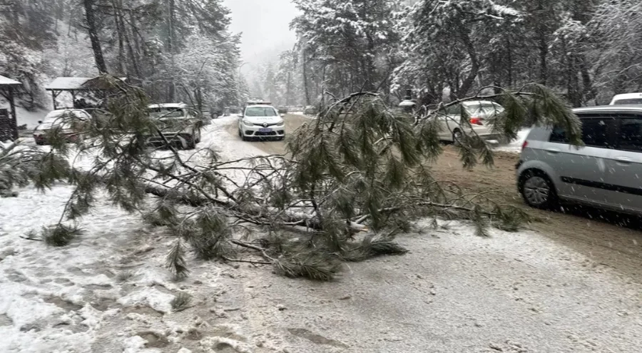 Ankara'da karın ağırlığına dayanamayan çam ağacı devrildi