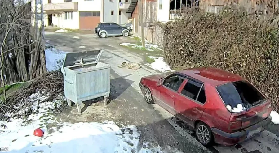 Uyuyan köpeği ezip yoluna devam etti