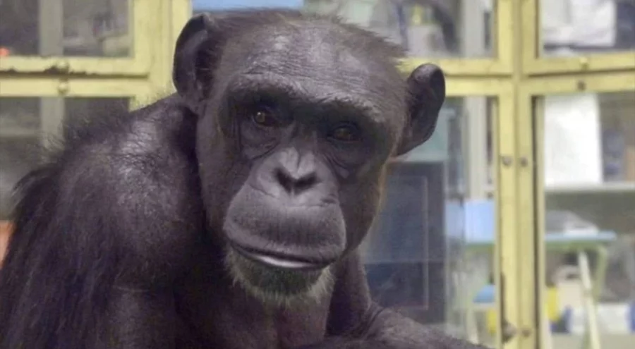 Dahi şempanze hayatını kaybetti