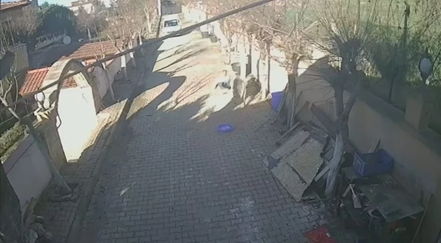 İstanbul Silivri'de beslediği koçun saldırısına uğrayan kişi yaralandı