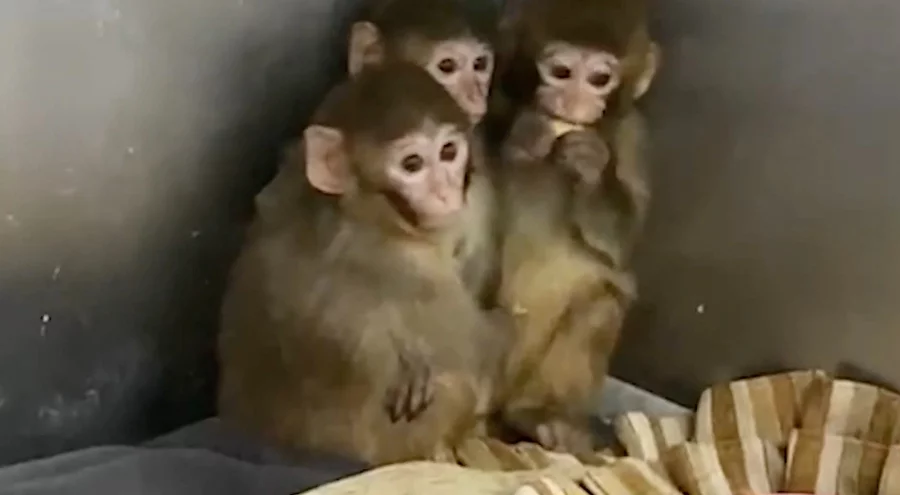 Bursa'da yasa dışı tutulan 3 makak maymunu kurtarıldı