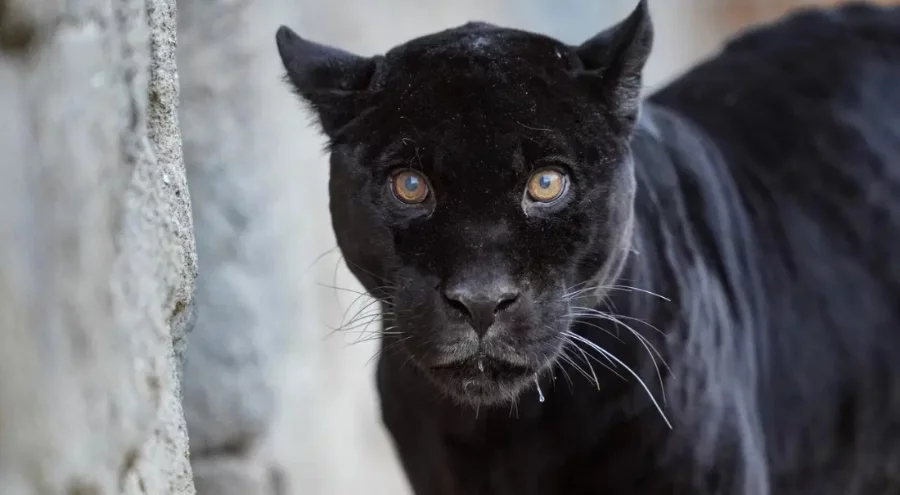 İzmir Doğal Yaşam Parkı'nın jaguarı Juliet öldü