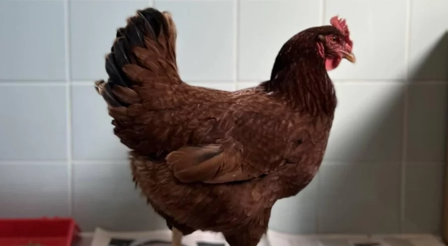 Yumurtacı tavukların kafes standartlarında değişikliğe gidildi