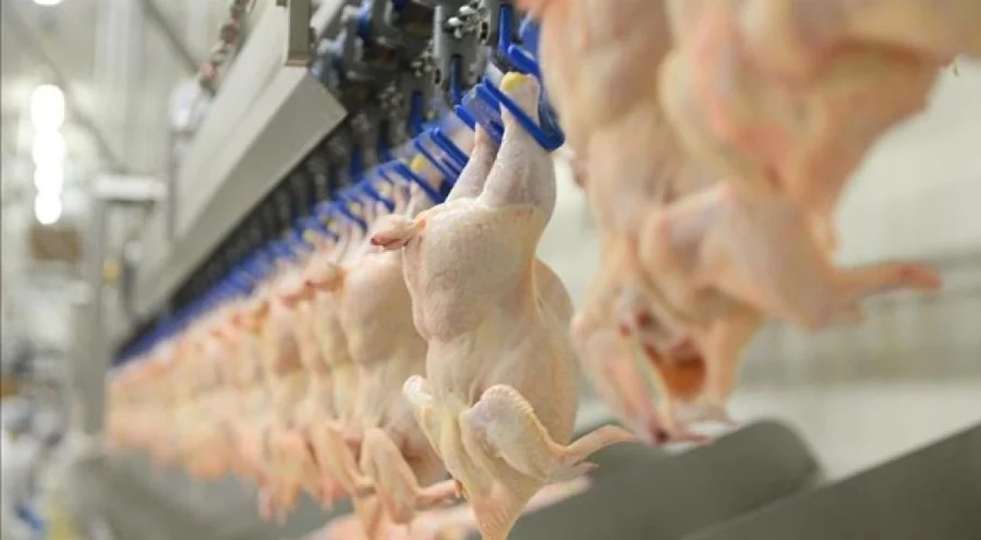 Tavuk eti üretimi kasımda yıllık bazda arttı