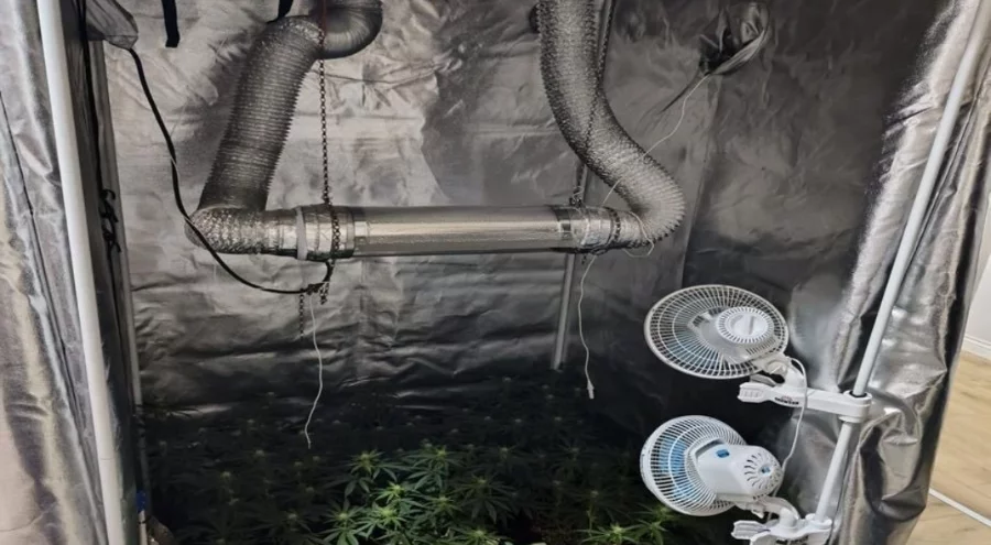 Bursa'da uyuşturucu operasyonu: Evde esrar üretim düzeneği ele geçirildi