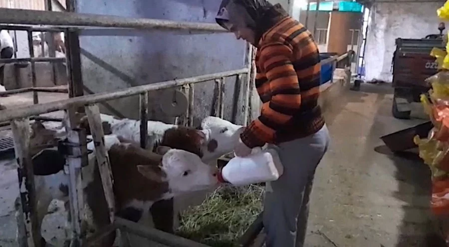 Bursa'da ölü buzağıyla üzülen aileye ikiz sürprizi