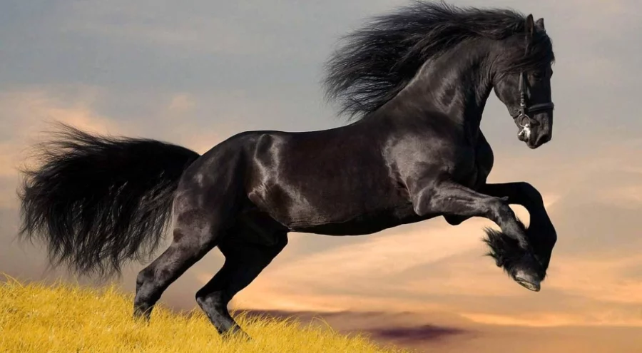 Atların insanlardaki korkunun kokusunu alabildiği tespit edildi