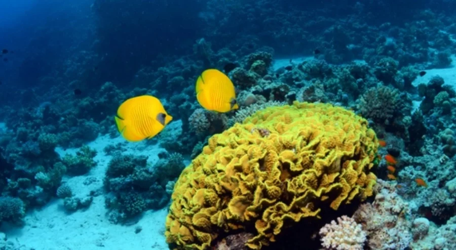 Açık denizleri küresel koruma altına alacak BBNJ Anlaşması yürürlüğe giriyor