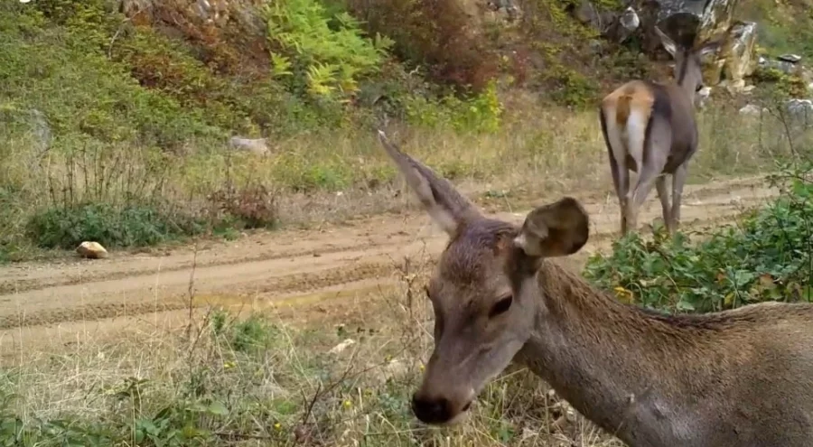 Bursa'da fotokapana kızıl geyikler takıldı